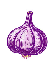 Purple Garlic Bulb Vintage Illustration on Black Background Healthy Cooking Ingredient Kitchen Design Culinary Still Life