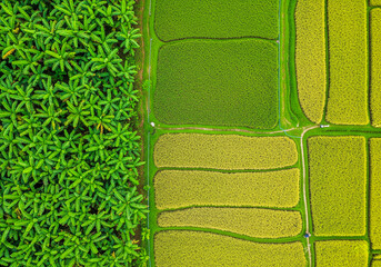 Aerial view of rice terraces and banana trees agriculture landscape farming in southeast asia nature