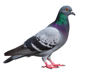 Fototapeta premium Realistic side view of a pigeon standing on pavement – PNG on transparent background (2)