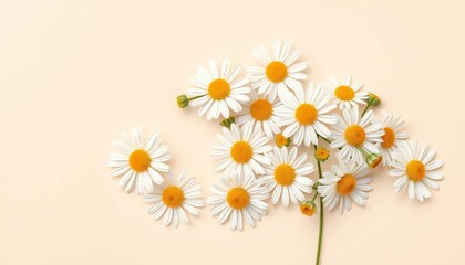 Obraz premium Delicate chamomile daisies arranged on a soft beige backdrop, ample negative space , gentle, picture
