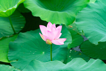 lotus
