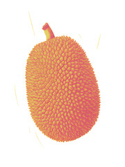 Studio Shot of Yellow Spiked Textured Jackfruit with Stem in Transparent Background for Adobe Stock