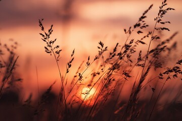 Obraz premium Grass in a meadow at dusk
