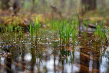 Naklejka premium Grass shoots in muddy water with tree reflections