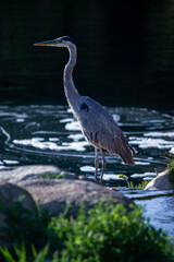 great blue heron in water