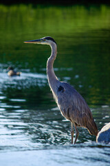 Heron in the Water