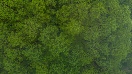 Aerial view of a misty green forest covered in morning fog, creating a serene and mysterious...