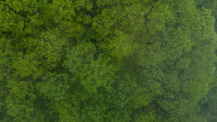 Fotobehang Groen Aerial view of a misty green forest covered in morning fog, creating a serene and mysterious natural atmosphere with tall pine trees fading into the white haze.  © Yellow Boat