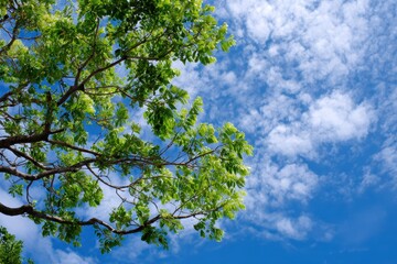 Fototapeta premium Green branches against blue cloud filled sky
