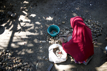 Areca Nut Farmer Peeling Betel Nuts by Hand Outdoors