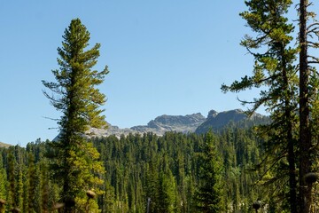 Mountain landscape. A mountain range towering over a coniferous forest. Ergaki Nature Park