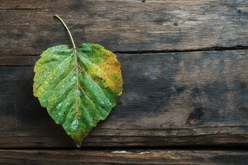 Green fall leaf on wood surface Oxford UK