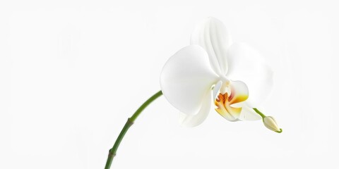 Fototapeta premium A pristine white orchid, petals unfurled, stands alone against a pure white background, tropical, bloom