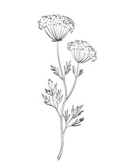 Drawing sketch style illustration of anise or Pimpinella anisum of the parsley family Apiaceae used as spice herb done in black and white line art on isolated background. 