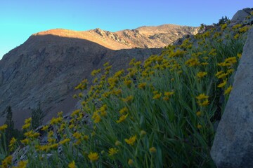Summer wildflowers in the Sierra Mts