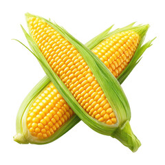 Two crossed ears of bright yellow corn, green husks