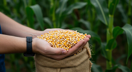 Corn grains in the hand of a successful farmer, in a background green corn field. Close up of hand full of corn in a jute sack from a young farmer. Spring sunny day rural scene