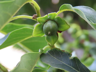 Close-up of green immature fruit of Japanese wild persimmon / 未熟な豆柿のクローズアップ