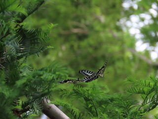つがいのアゲハ蝶のクローズアップ写真、木の近くで飛ぶ, Close-up Photo of a Mating Pair of Swallowtail Butterflies Flying Near Tree