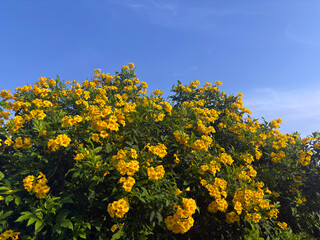 The bright yellow Tecoma flowers bloom vividly against the clear  blue sky, capturing the beauty of tropical flora in the morning