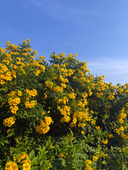The bright yellow Tecoma flowers bloom vividly against the clear  blue sky, capturing the beauty of tropical flora in the morning