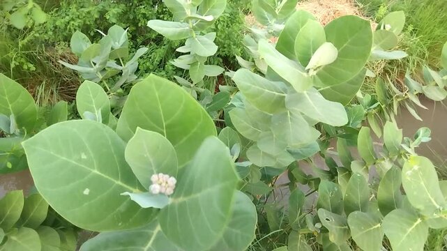  Close-up of Calotropis plant with broad green leaves and flower buds in rural farmland setting during daylight