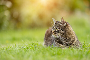 Pretty tabby european short hair cat lies outside in the grass and looking attentively to the left. A cat hunts in the summer garden with sunlight