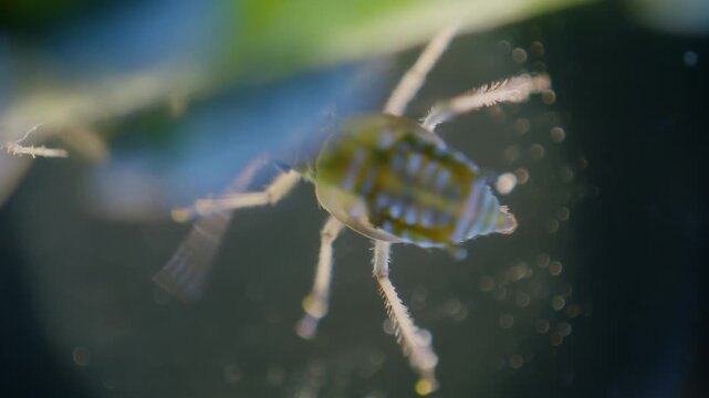 Aphid on plants stem under microscope