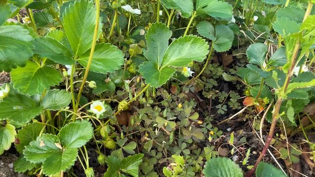 Close-up panning over organic strawberry plants with green fruits, flowers, clover, and straw mulch in a cloudy winter garden devoted to self-sufficient lifestyle and natural farming.