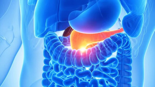 Highlighted Pancreas Anatomy Illustration