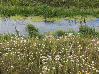 A field of wildflowers in the middle of a pond surrounded by tall grass