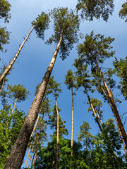 A group of tall pine trees in a forest with a blue sky