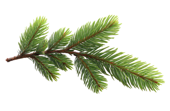 Close-up of a pine branch with vibrant green needles
