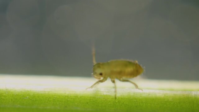 Aphid on plants stem under microscope