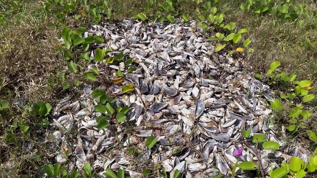 piles of sea shell near beach