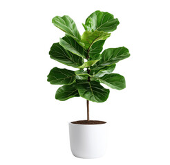 Healthy fiddle leaf fig plant in a modern white pot on a solid transparent background