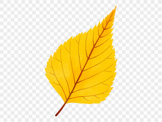 Yellow birch leaf painted in watercolor for fall vector.