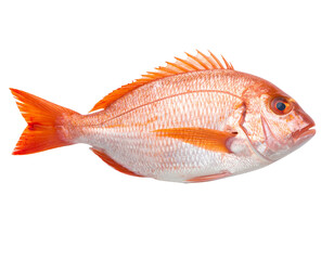Fototapeta premium Top-Down View of Cleaned Coalfish with Cut Tail and Head, Filleting Preparation, White Background