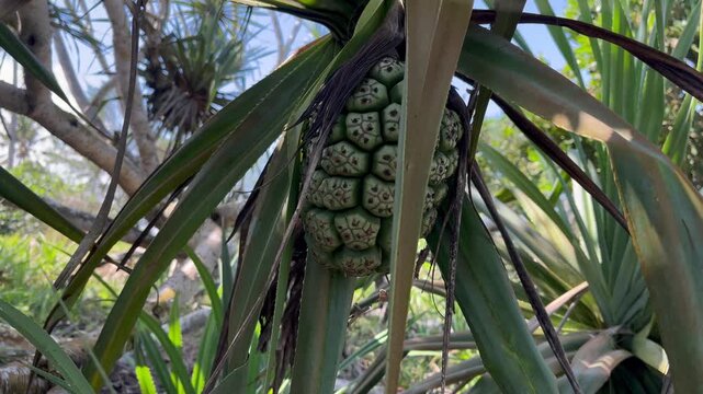 Fruit of Pandanus Tree (Tahitian Screwpine) Close-Up