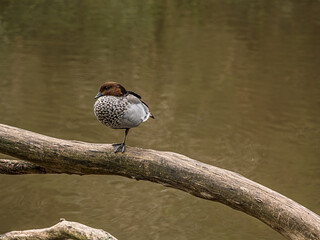 One Legged Wood Duck On Log Looks Right