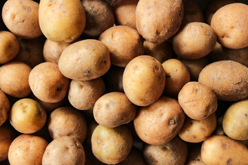 Pile of fresh small potatoes in a wooden container. Harvest potatoes