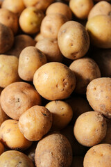 Pile of fresh small potatoes in a wooden container. Harvest potatoes