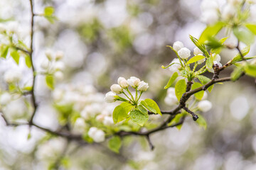 White blossoming apple trees with rain drops