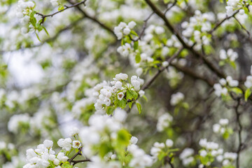 White blossoming apple trees with rain drops