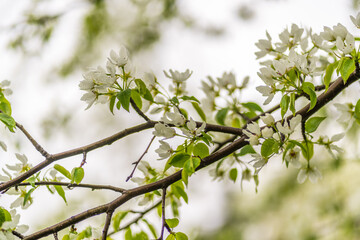 White blossoming apple trees with rain drops