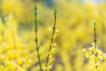 Forsythia with rain drops. Blooming forsythia bush. Yellow flower on a branch of forsythia.