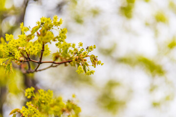 Blooming Norway Maple, Acer platanoides, in beautiful light