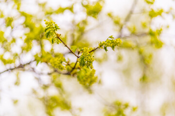 Blooming Norway Maple, Acer platanoides, in beautiful light