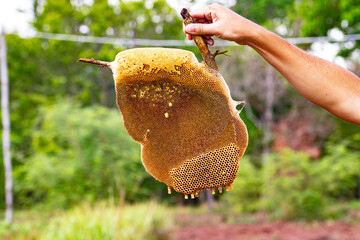 Hand holding small honeycomb on blurred nature background. Pattern of section of wax honeycomb...