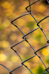 fence to the forest path